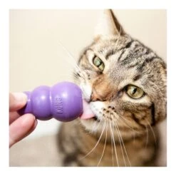 Kitty KONG 7 Kitty KONG -Vetn Pet Direct Store kitty kong 3