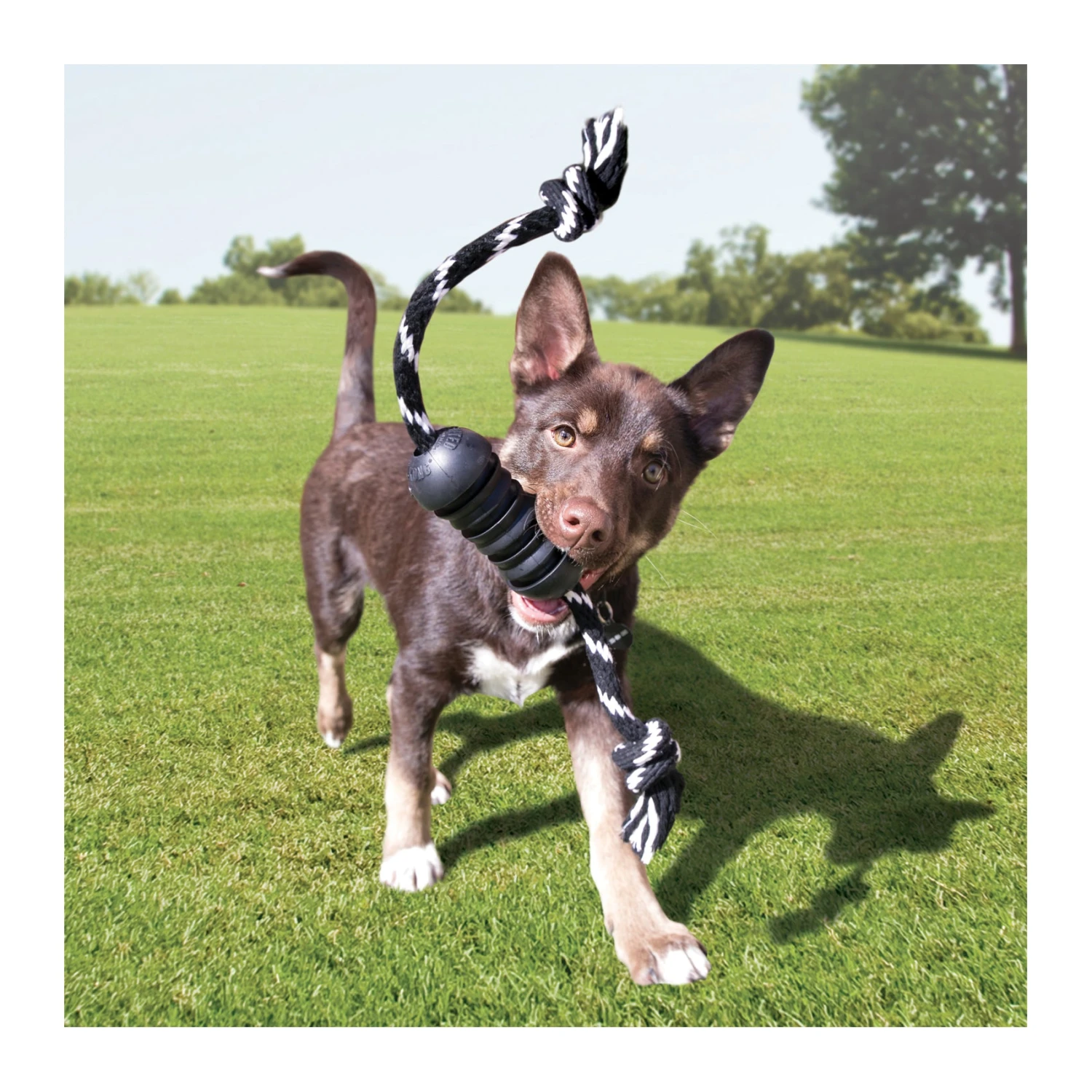 KONG Extreme Dental With Rope - Medium 4 KONG Extreme Dental With Rope - Medium - Image 4