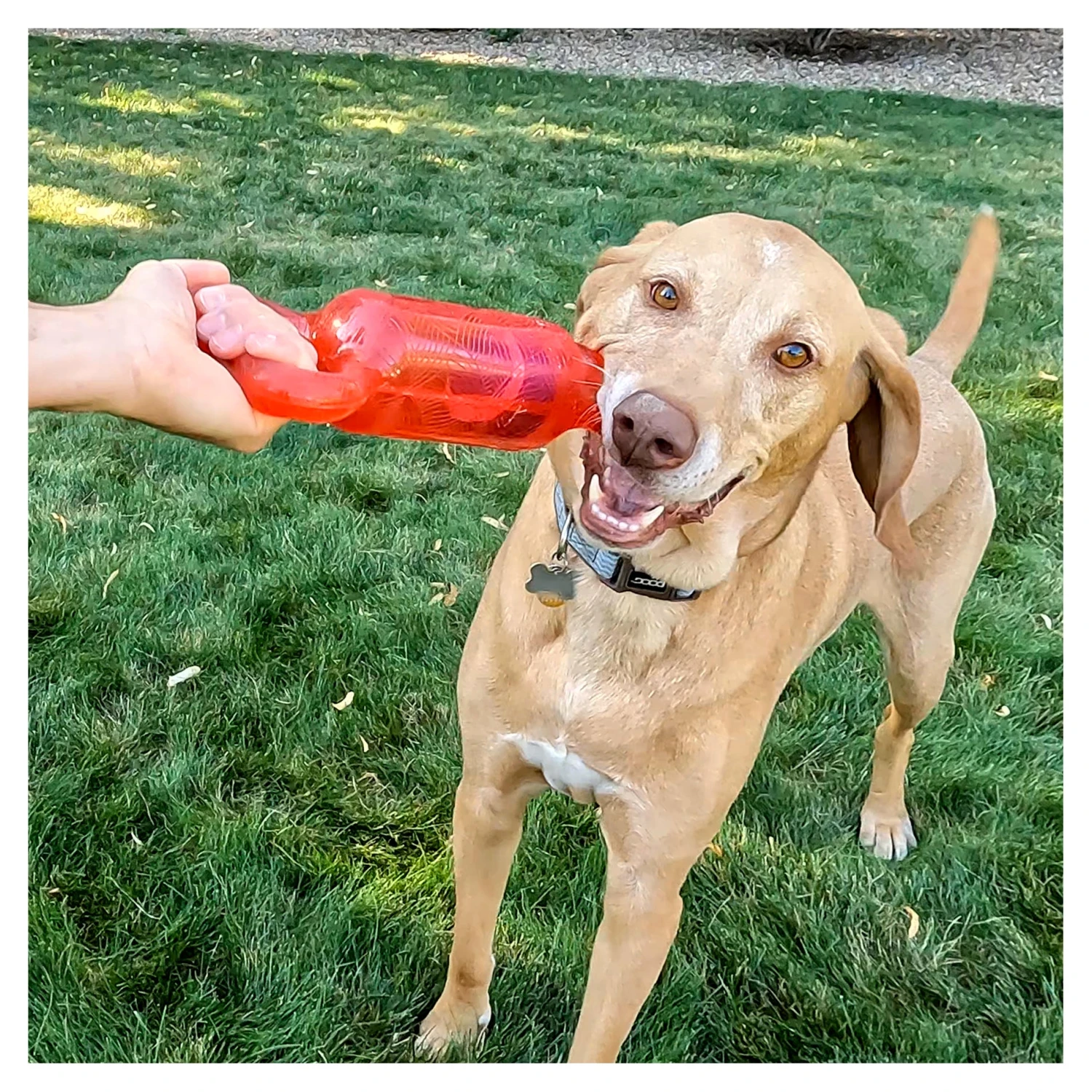 KONG Jumbler Tug 5 KONG Jumbler Tug - Image 5