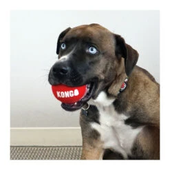 Kong Signature Sports Balls -Vetn Pet Direct Store kong sports balls with dog