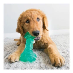 KONG Squeezz Dental Bone -Vetn Pet Direct Store kong squeezz dental bone media 01