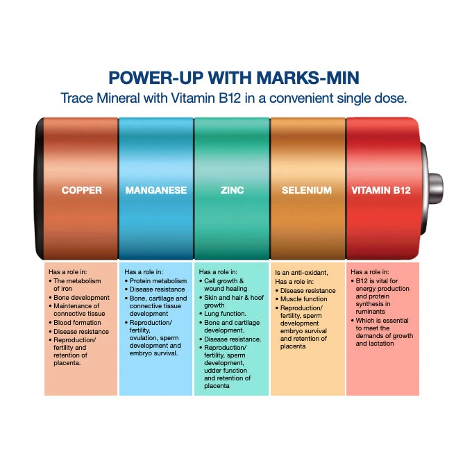 Boehringer Ingelheim Marks-Min Injectable Trace Mineral With Vitamin B12 For Cattle 4 Boehringer Ingelheim Marks-Min Injectable Trace Mineral With Vitamin B12 For Cattle - Image 4