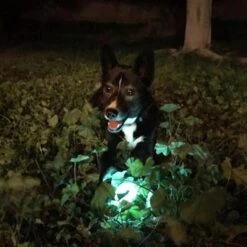 Chuckit! Max Glow Ball 15 Chuckit! Max Glow Ball -Vetn Pet Direct Store max glow life2