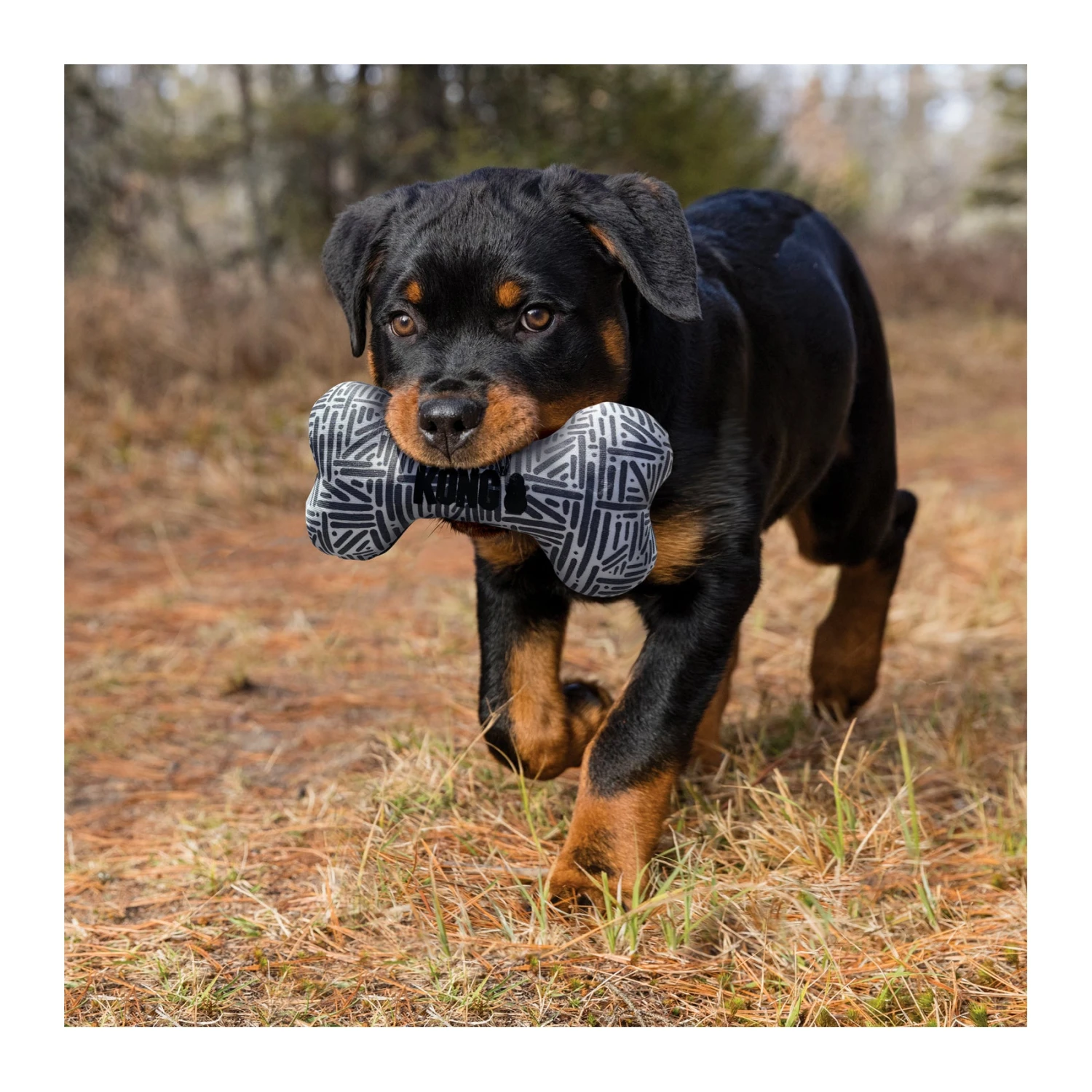 KONG Maxx Bone 2 KONG Maxx Bone - Image 2