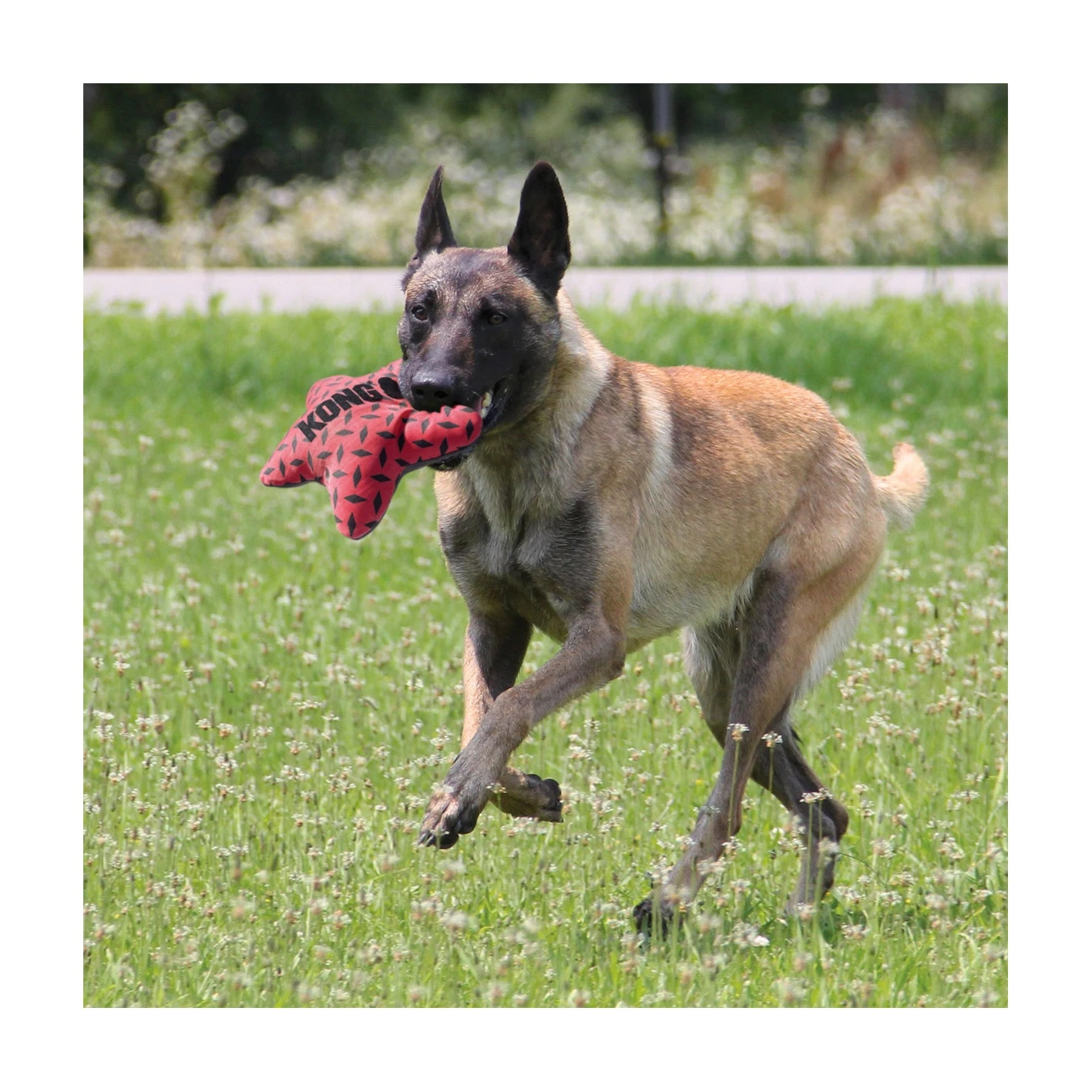 KONG Maxx Star 3 KONG Maxx Star - Image 3