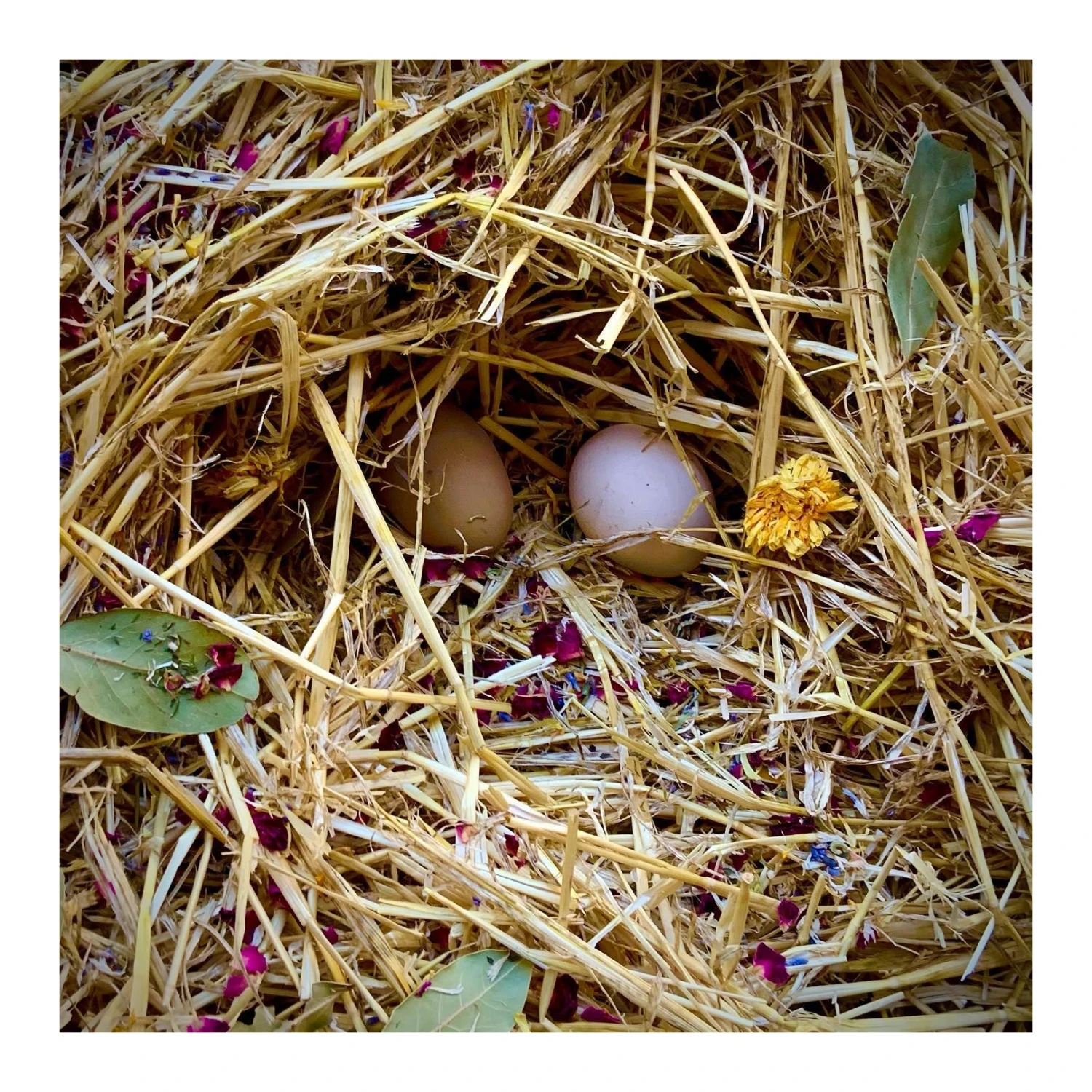 Dine-A-Chook Nesting Herbs For Hens 155g 4 Dine-A-Chook Nesting Herbs For Hens 155g - Image 4