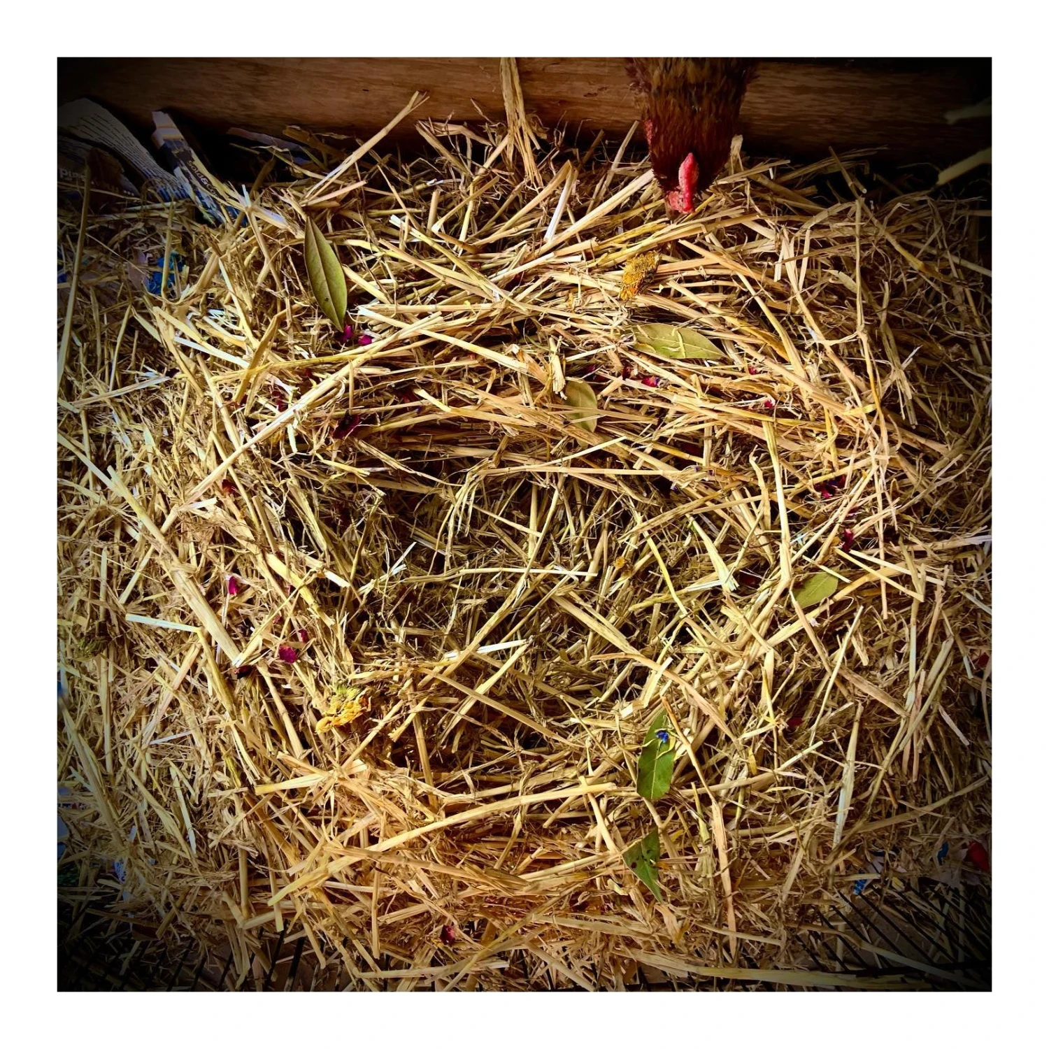 Dine-A-Chook Nesting Herbs For Hens 155g 3 Dine-A-Chook Nesting Herbs For Hens 155g - Image 3