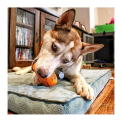 SodaPup Orange Squeeze Can Toy - XLarge 13 SodaPup Orange Squeeze Can Toy - XLarge -Vetn Pet Direct Store orange squeeze 07