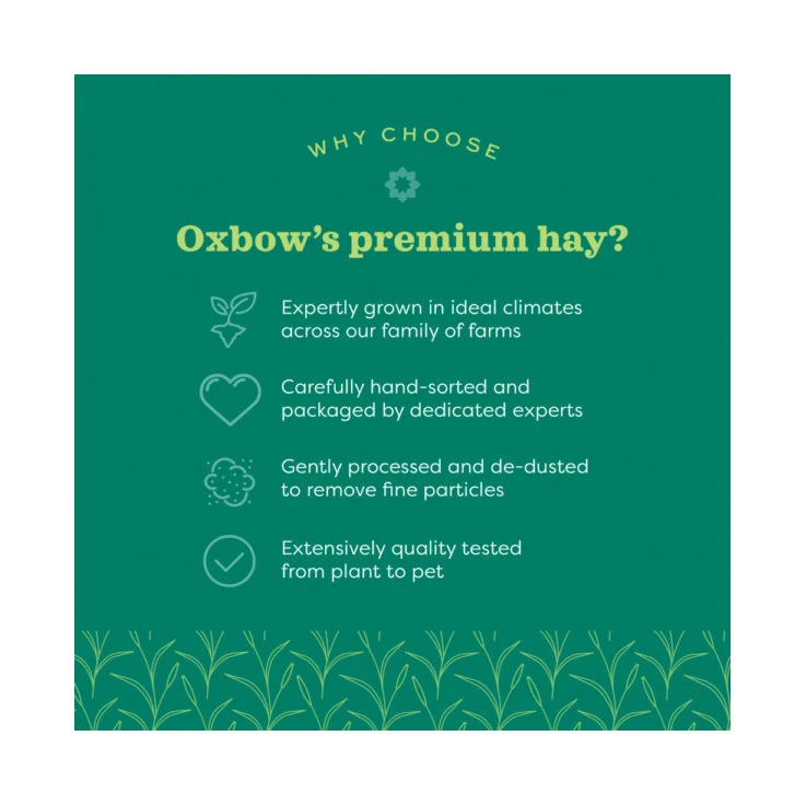 Oxbow Oat Hay 425g 5 Oxbow Oat Hay 425g - Image 5