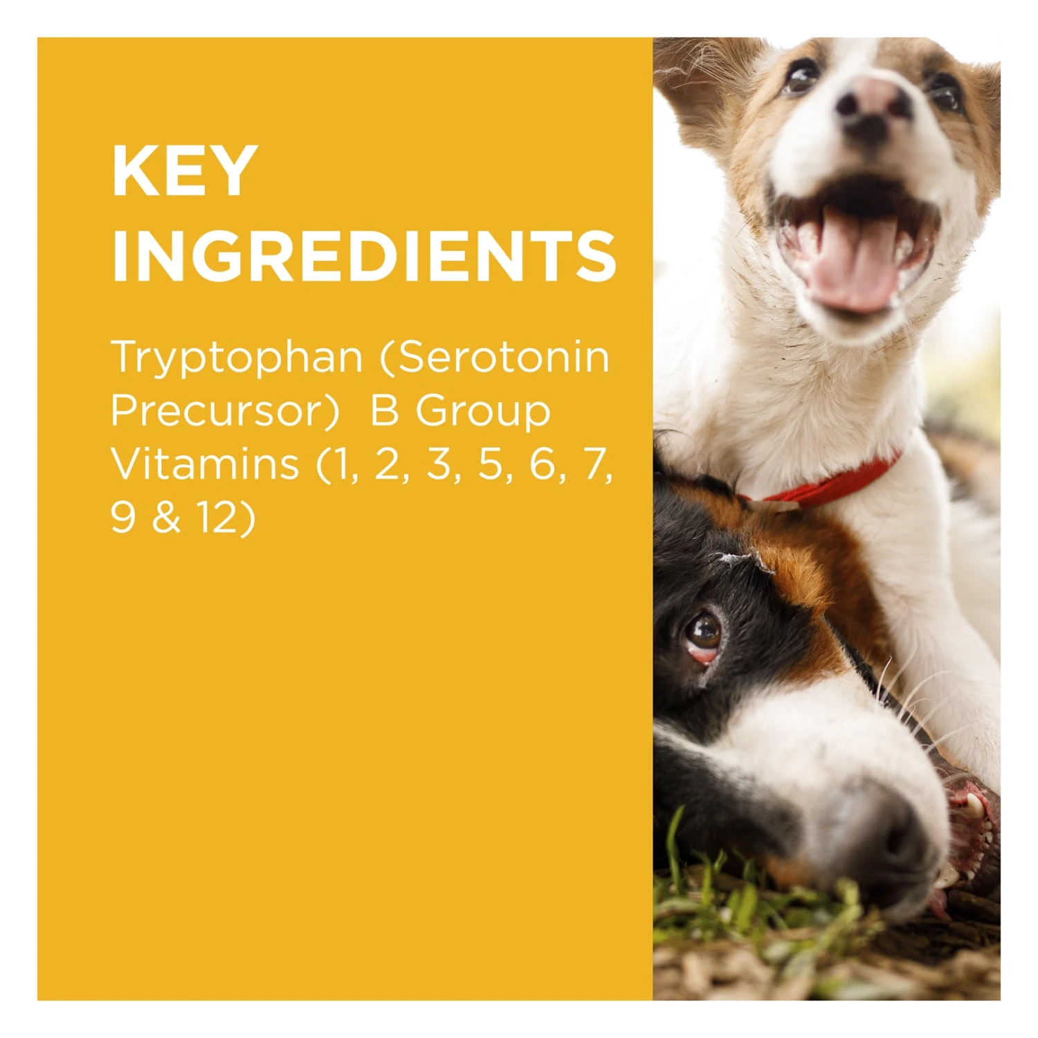 PAW Complete Calm Chews For Dogs 300g 7 PAW Complete Calm Chews For Dogs 300g - Image 7