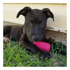 SodaPup Chew & Treat Dispensing Can Toy For Teething Pups 11 SodaPup Chew & Treat Dispensing Can Toy For Teething Pups -Vetn Pet Direct Store puppy can 05