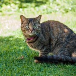 Rogz AlleyCat Safety Release Cat Collar 11 Rogz AlleyCat Safety Release Cat Collar -Vetn Pet Direct Store rogz alleycat collar lifestyle