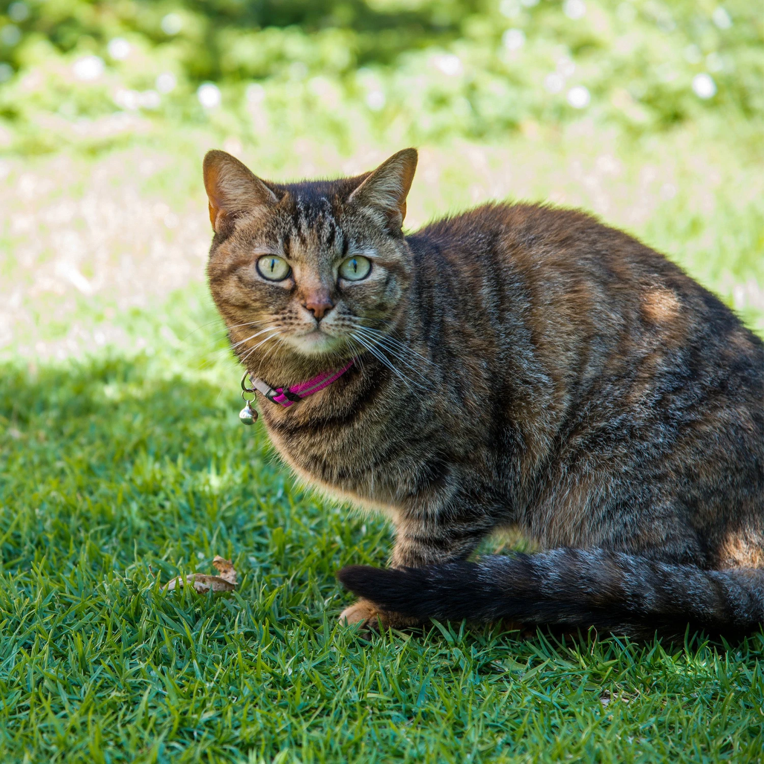 Rogz AlleyCat Safety Release Cat Collar 6 Rogz AlleyCat Safety Release Cat Collar - Image 6