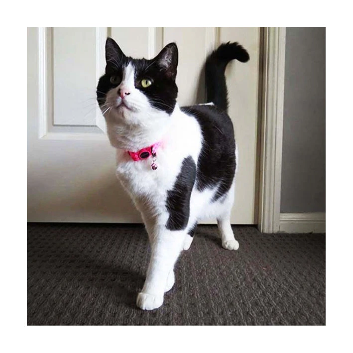 Scream Reflective Adjustable Nylon Cat Collar 7 Scream Reflective Adjustable Nylon Cat Collar - Image 7