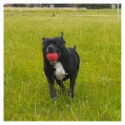 Stars & Stripes Dental Ball & Durable Chew Toy -Vetn Pet Direct Store stars and stripes dental ball 3