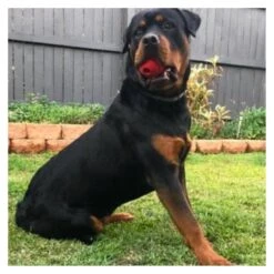 Stars & Stripes Dental Ball & Durable Chew Toy -Vetn Pet Direct Store stars and stripes dental ball 4