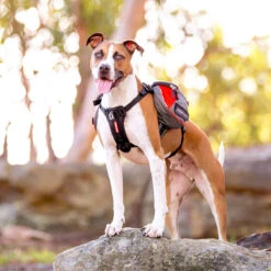 EzyDog Summit Dog Backpack 19 EzyDog Summit Dog Backpack -Vetn Pet Direct Store summitbackpack2