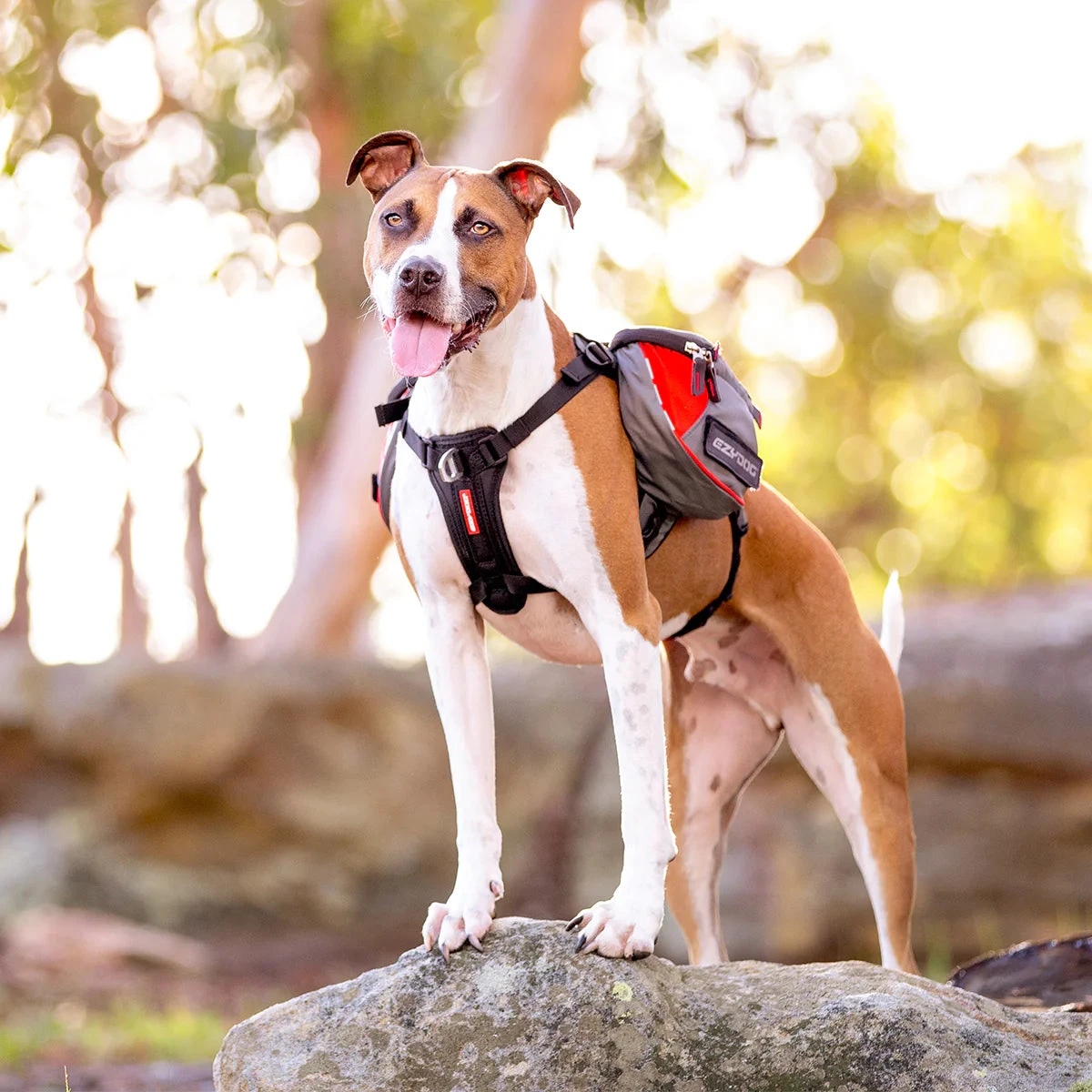 EzyDog Summit Dog Backpack 8 EzyDog Summit Dog Backpack - Image 8