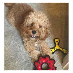 Tuffy JR Boomerang -Vetn Pet Direct Store tuffy JR boomerang with dog