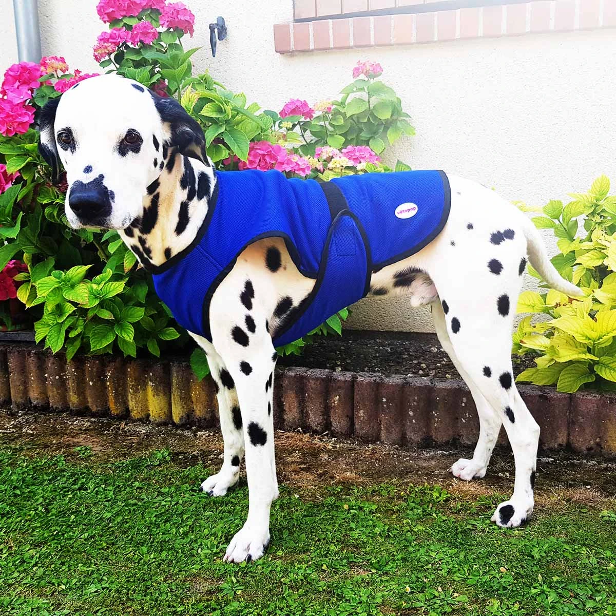 Vetopop Dog Cooling Vest 2 Vetopop Dog Cooling Vest - Image 2