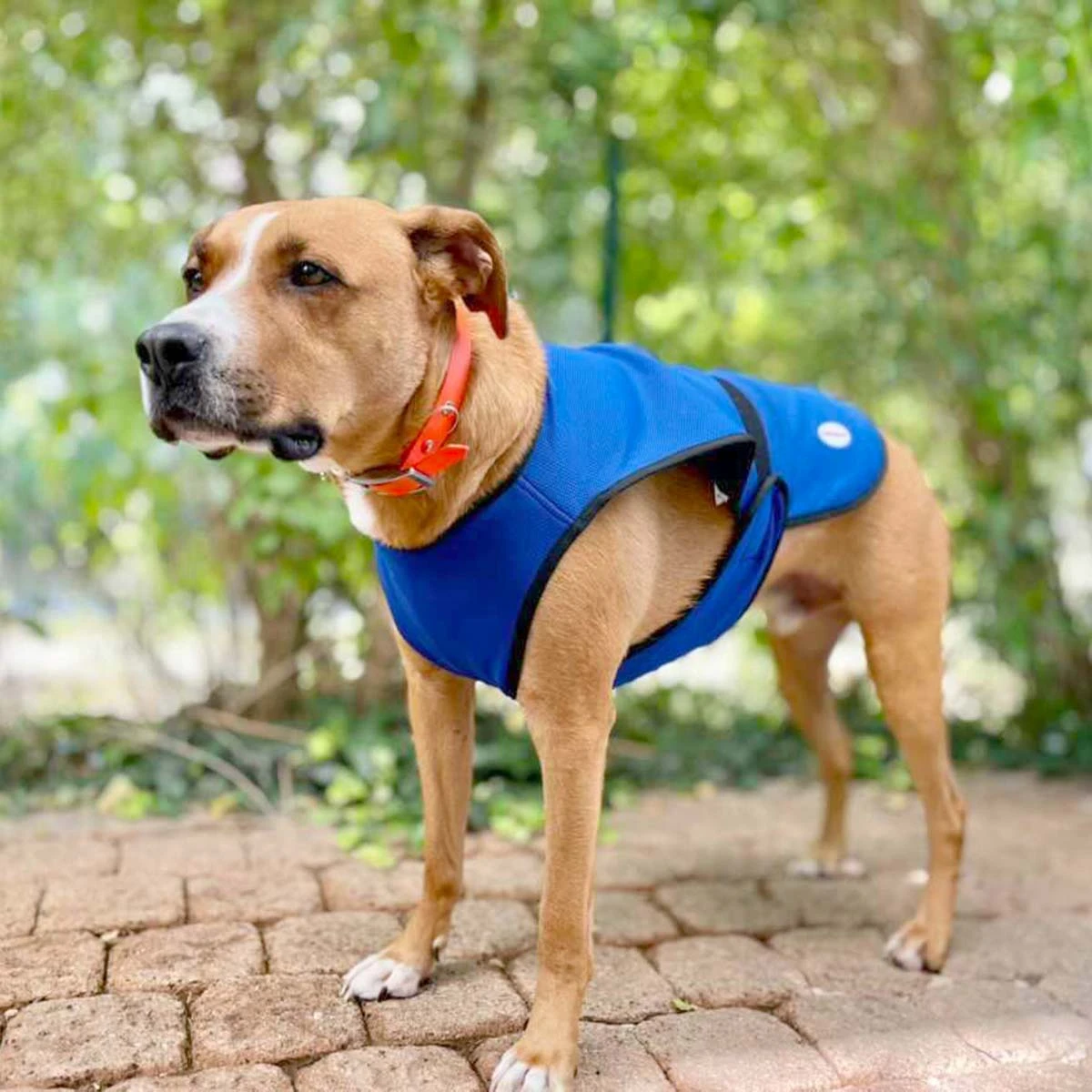 Vetopop Dog Cooling Vest 1 Vetopop Dog Cooling Vest