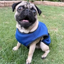 Vetopop Dog Cooling Vest 13 Vetopop Dog Cooling Vest -Vetn Pet Direct Store vetopop cooling vest pug
