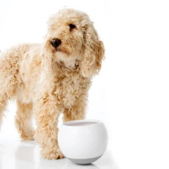 All Fur You Wobbler Slow Feeder Bowl 11 All Fur You Wobbler Slow Feeder Bowl -Vetn Pet Direct Store wobbler slow feeder media 04